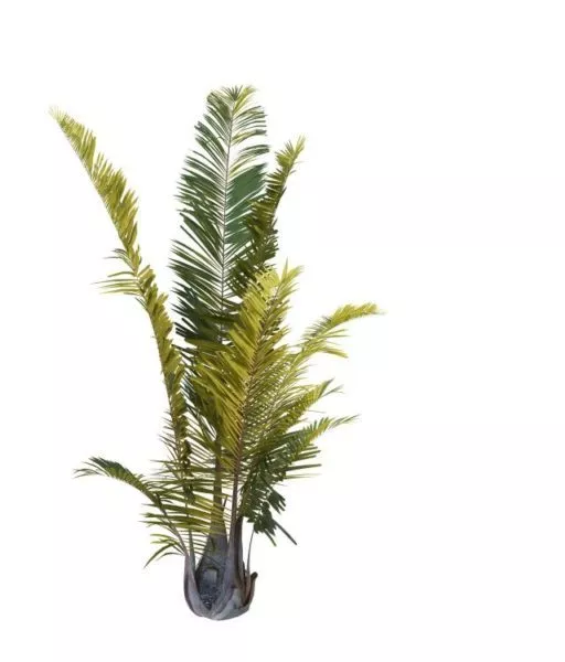 Areca Palm Tree 3d model Areca Palm Tree 3d model