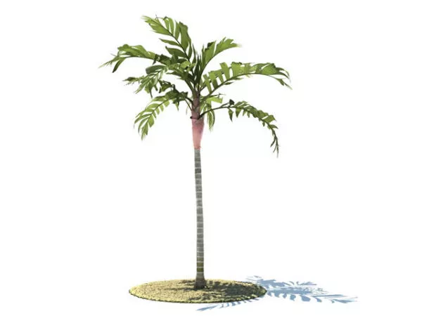 Areca Vestiaria Tree 3d model Areca Vestiaria Tree 3d model