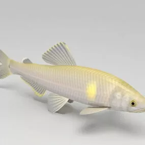 Asian Carp Fish 3d model