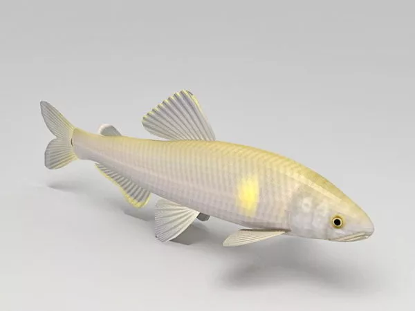 Asian Carp Fish 3d model Asian Carp Fish 3d model