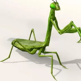 Asian Praying Mantis 3d model