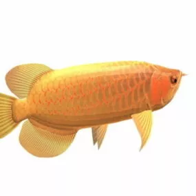 Asian Red Arowana 3d model
