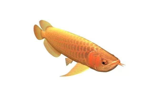 Orange Lined Cardinalfish Fish 3d model