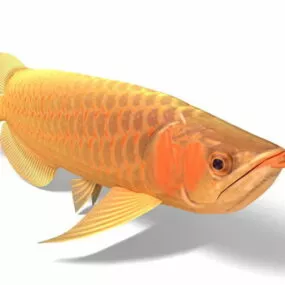 Asian Arowana Dragonfish 3d model
