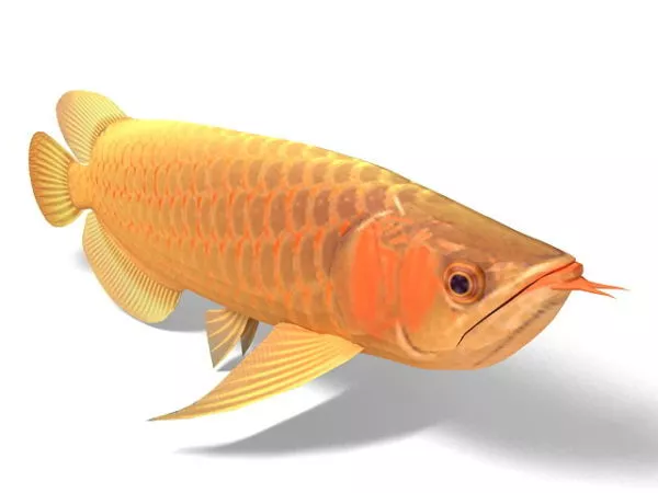 Asian Arowana Dragonfish 3d model Asian Arowana Dragonfish 3d model