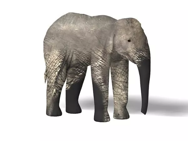 Asian Elephant Animal 3d model Asian Elephant Animal 3d model