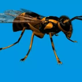 Asian Giant Hornet Animal 3d model