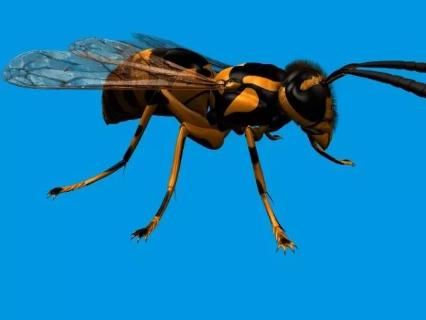 Green Beetle 3d model