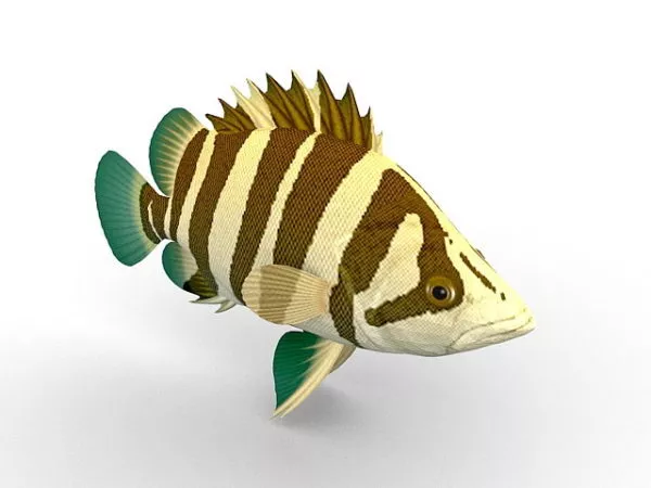 Asian Siamese Tigerfish Fish Animal 3d model Asian Siamese Tigerfish Fish Animal 3d model
