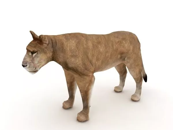 Africa Asiatic Lion 3d model Africa Asiatic Lion 3d model