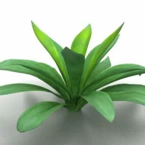 Aspidistra Plant 3d model