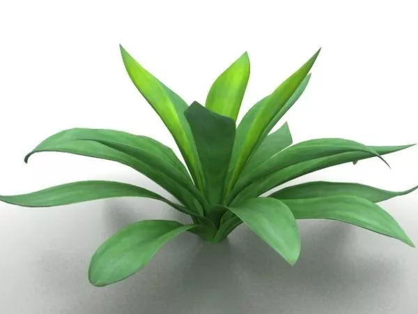 Aspidistra Plant 3d model Aspidistra Plant 3d model