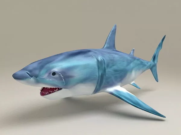 Atlantic Ocean Blue Shark 3d model Atlantic Ocean Blue Shark 3d model