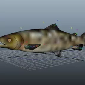 Atlantic Salmon Rig 3d model