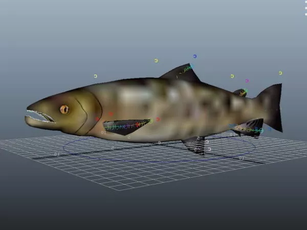 Atlantic Salmon Rig 3d model Atlantic Salmon Rig 3d model