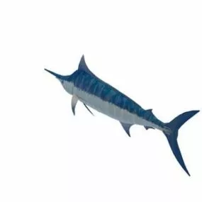 Atlantic Blue Marlin 3d model