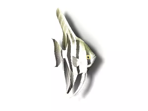 Atlantic Spade-fish Animal 3d model Atlantic Spade-fish Animal 3d model