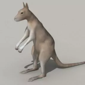 Australia Animal Kangaroo 3d model