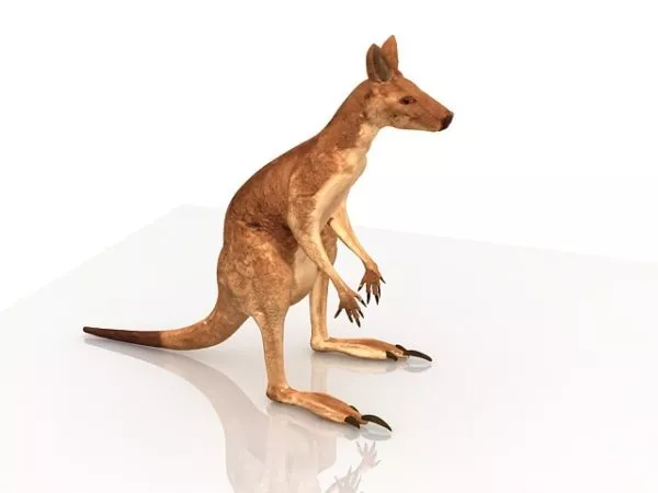 Three Toed Sloth Mammal 3d model