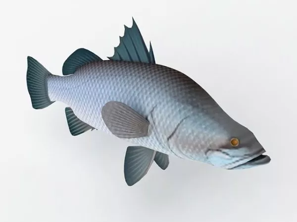 Australia Barramundi Fish Animal 3d model Australia Barramundi Fish Animal 3d model