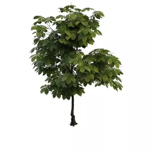 Australian Chestnut Tree 3d model Australian Chestnut Tree 3d model