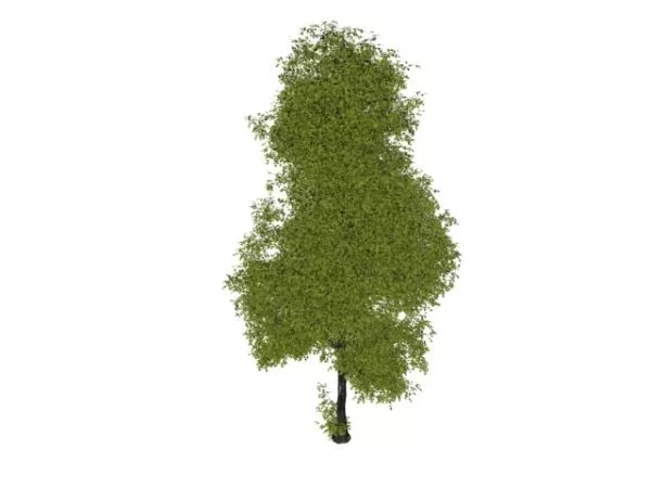 Australian Oak Tree 3d model Australian Oak Tree 3d model