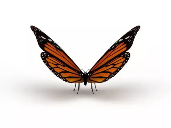 Australian Painted Lady Butterfly 3d model Australian Painted Lady Butterfly 3d model