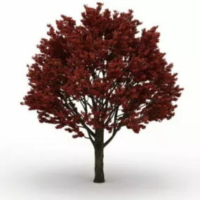 Autumn Red Maple Tree 3d model