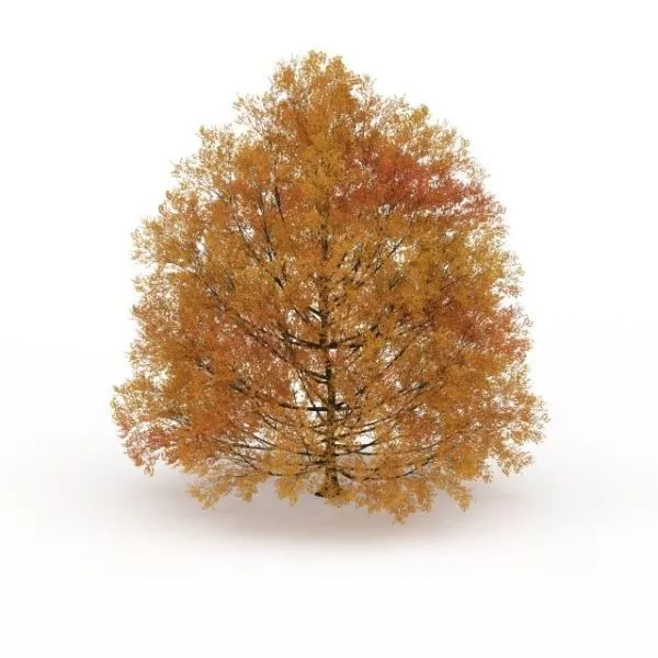 Autumn Tree 3d model Autumn Tree 3d model