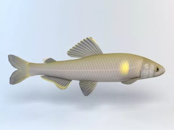 Ayu Fish 3d model Ayu Fish 3d model
