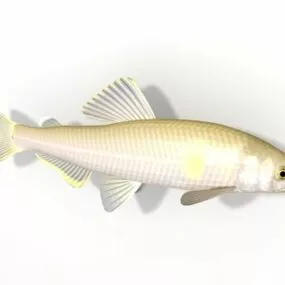 Ayu Sweetfish 3d model