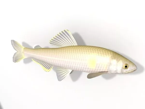 Animated African Cichlid Fish 3d model