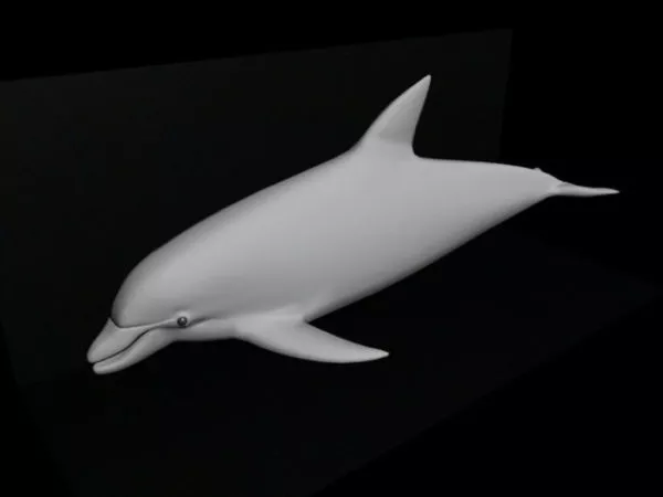 Baby Dolphin 3d model Baby Dolphin 3d model