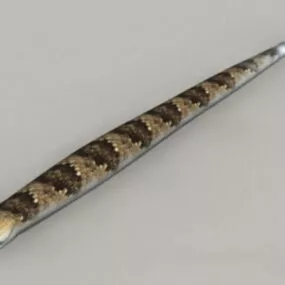 Baby Rattlesnake 3d model