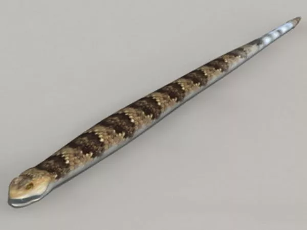 Brown Snake Crawling 3d model