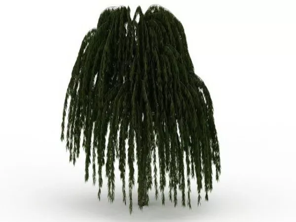 Babylon Willow Tree 3d model Babylon Willow Tree 3d model