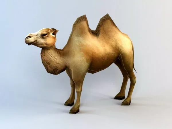 Arabic Camel 3d model