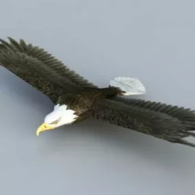 Bald Eagle 3d model