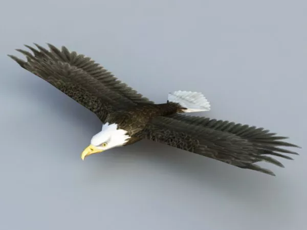 Bald Eagle Model 3d Gratis - .Max, .Vray - Open3dModel 119130