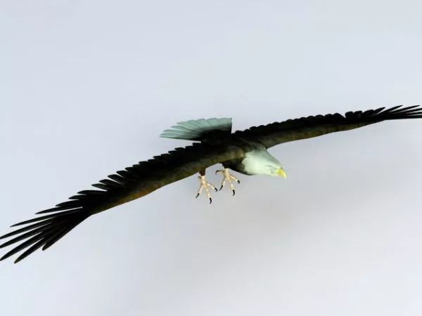 Cassowary Bird 3d model