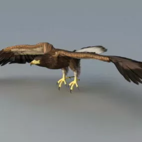 Bald Eagle Rig 3d model
