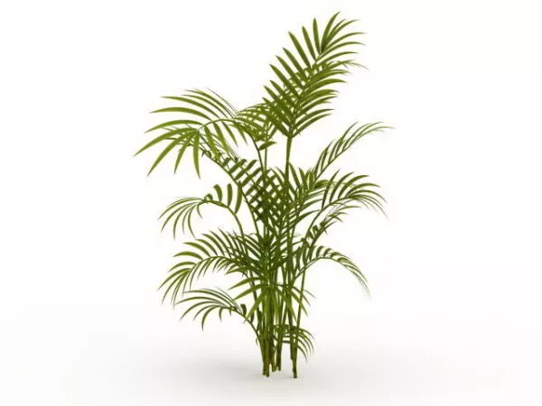 Bamboo Palm Plant 3d model Bamboo Palm Plant 3d model