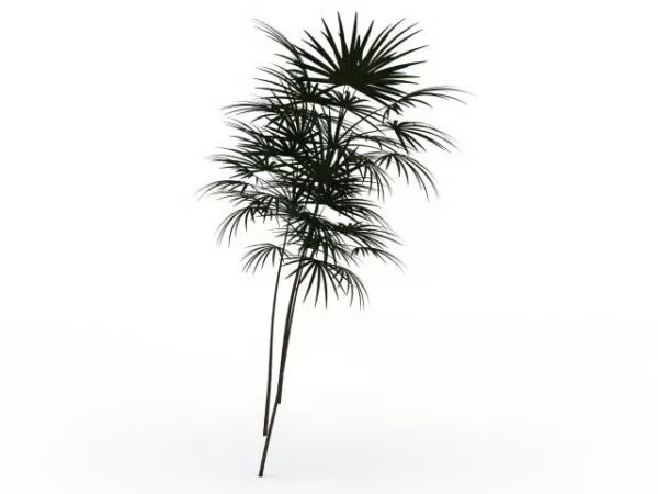 Bamboo Palm Tree 3d model Bamboo Palm Tree 3d model