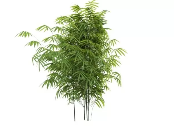 Bambusoideae Bamboo 3d model Bambusoideae Bamboo 3d model