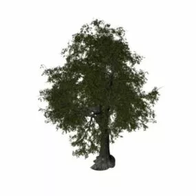 Basswood Tree 3d model