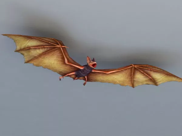 Bat Animal 3d model Bat Animal 3d model