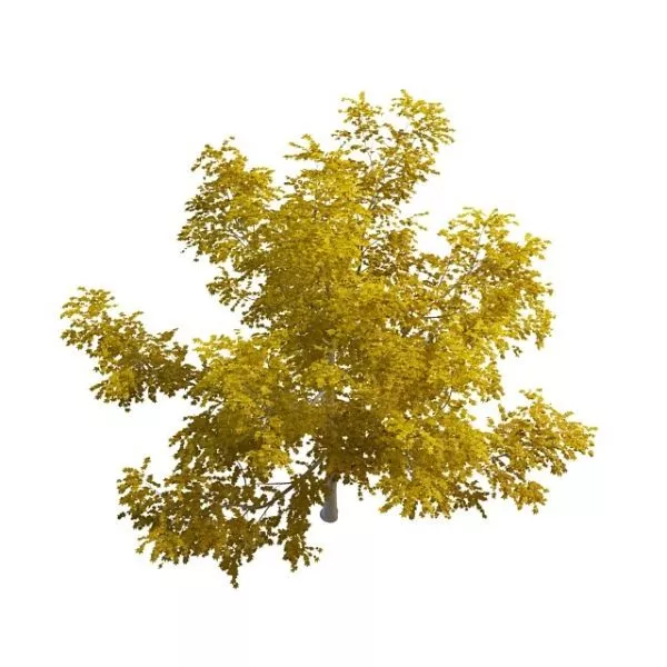 Beautiful Yellow Tree 3d model Beautiful Yellow Tree 3d model