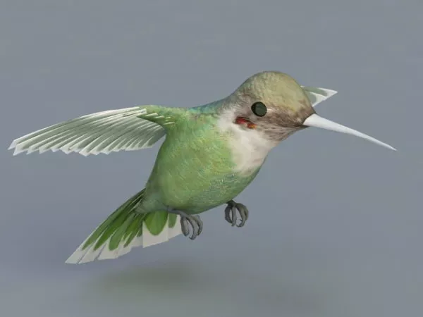 Bee Hummingbird 3d model Bee Hummingbird 3d model