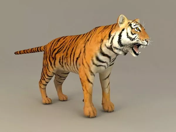 Bengal Tiger 3d model Bengal Tiger 3d model