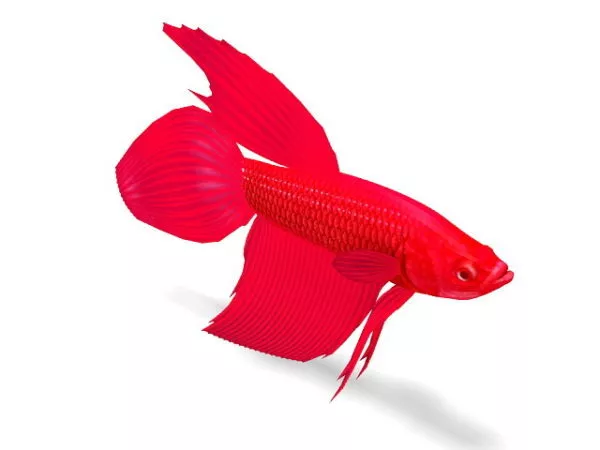 Betta Coccina 3d model Betta Coccina 3d model